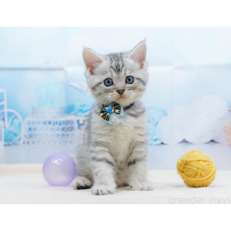 販売中ののミヌエット-134333