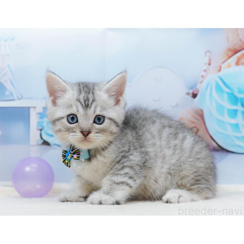 販売中の千葉県のミヌエット-134333の11枚目