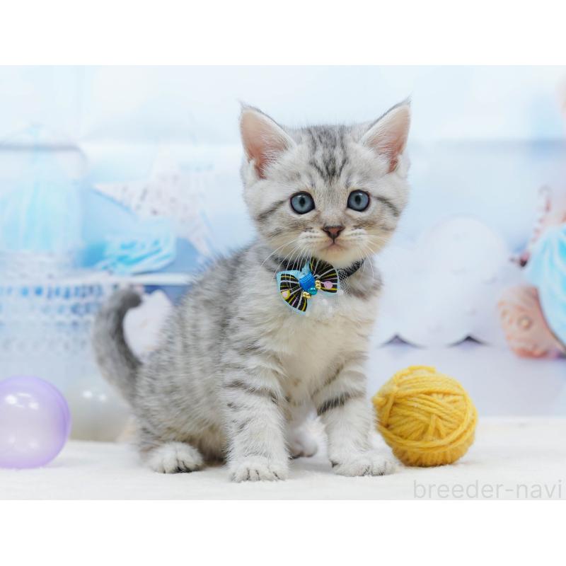 販売中の千葉県のミヌエット-134333の10枚目