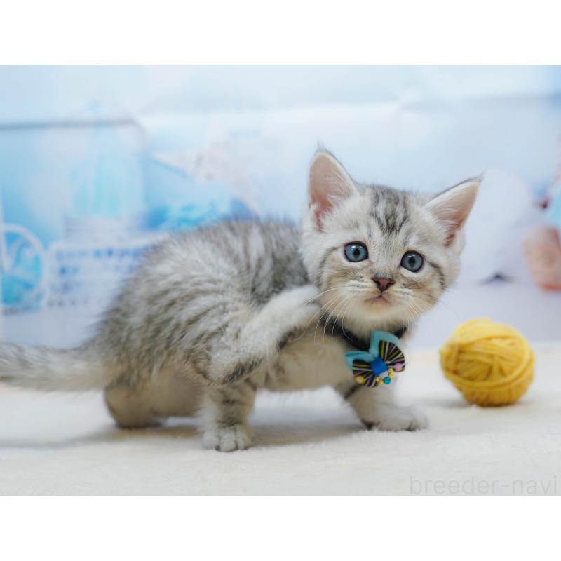 販売中の千葉県のミヌエット-134333の8枚目