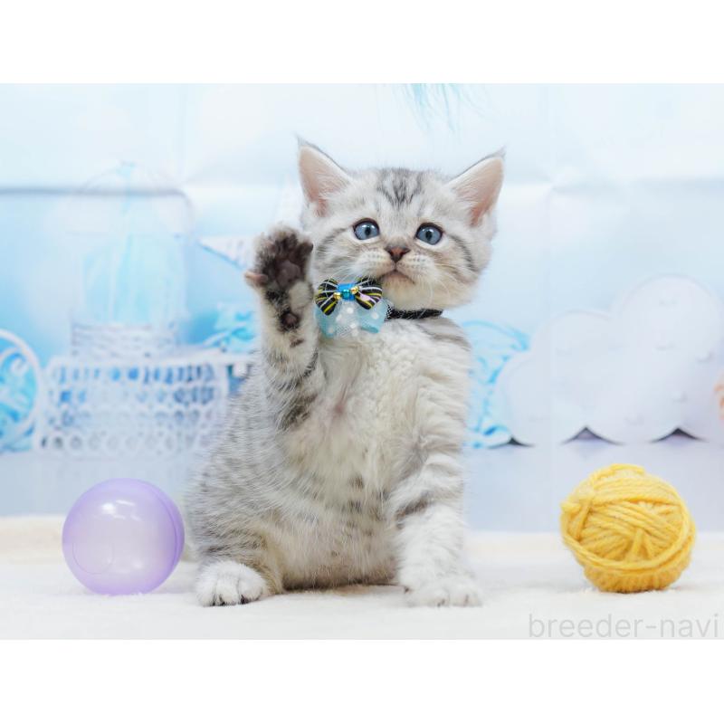 販売中の千葉県のミヌエット-134333の7枚目