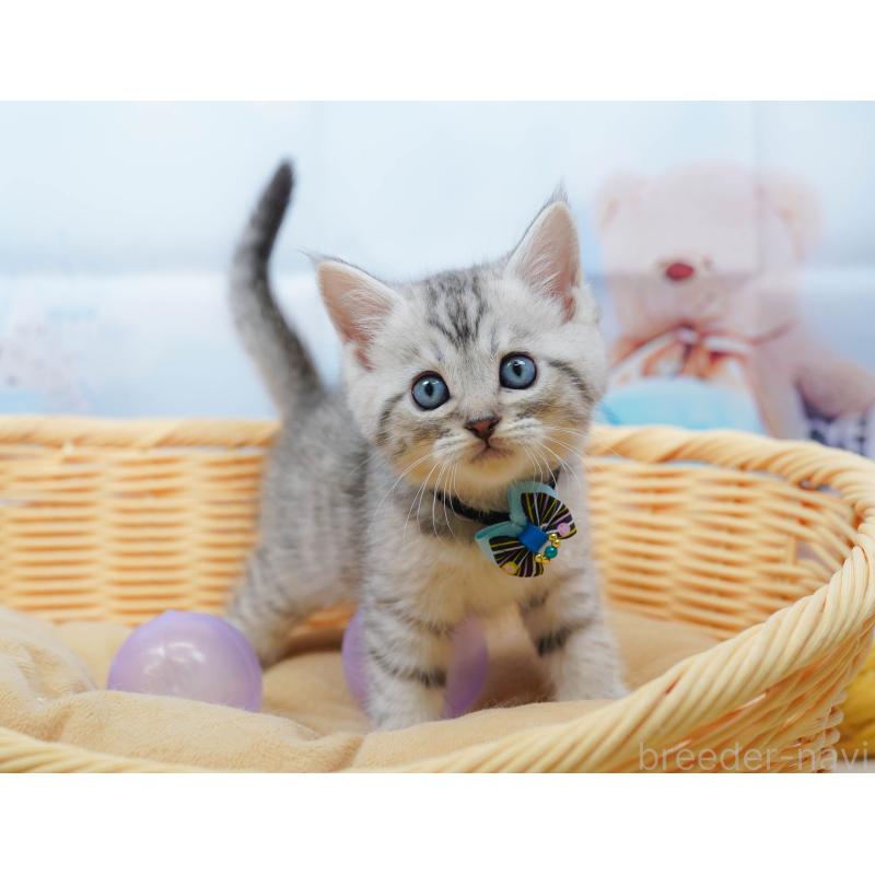 販売中の千葉県のミヌエット-134333の6枚目