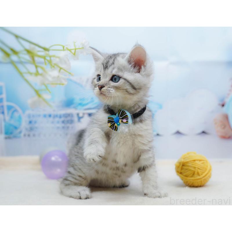 販売中の千葉県のミヌエット-134333の4枚目