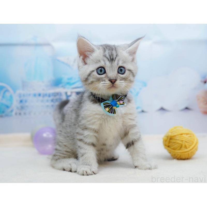 販売中の千葉県のミヌエット-134333の3枚目