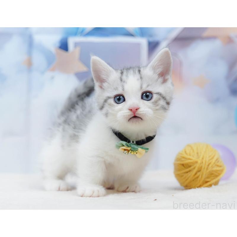 販売中の千葉県のミヌエット-134334