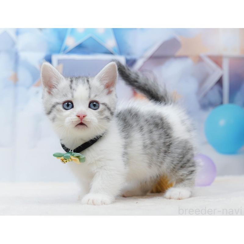 販売中の千葉県のミヌエット-134334の11枚目