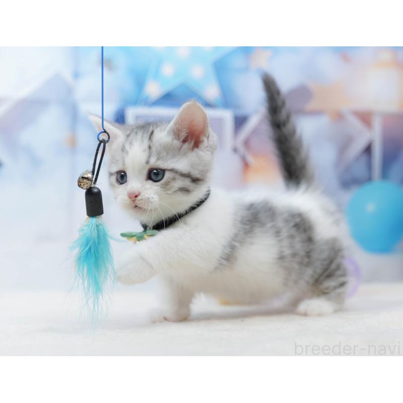 販売中の千葉県のミヌエット-134334の10枚目