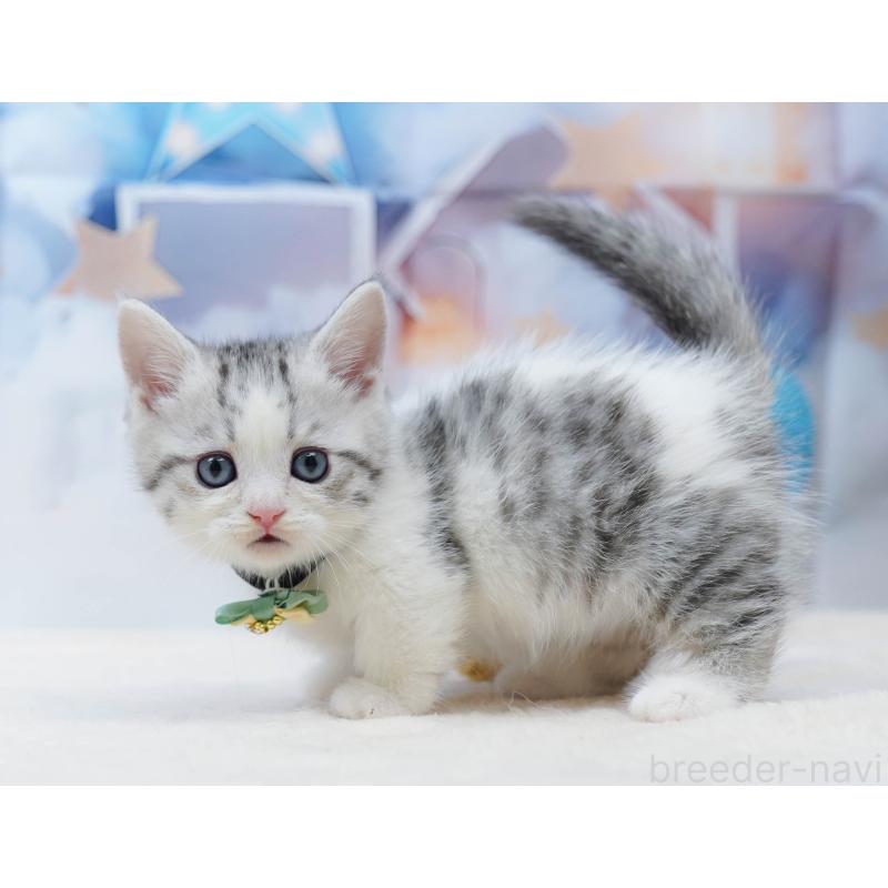 販売中の千葉県のミヌエット-134334の9枚目