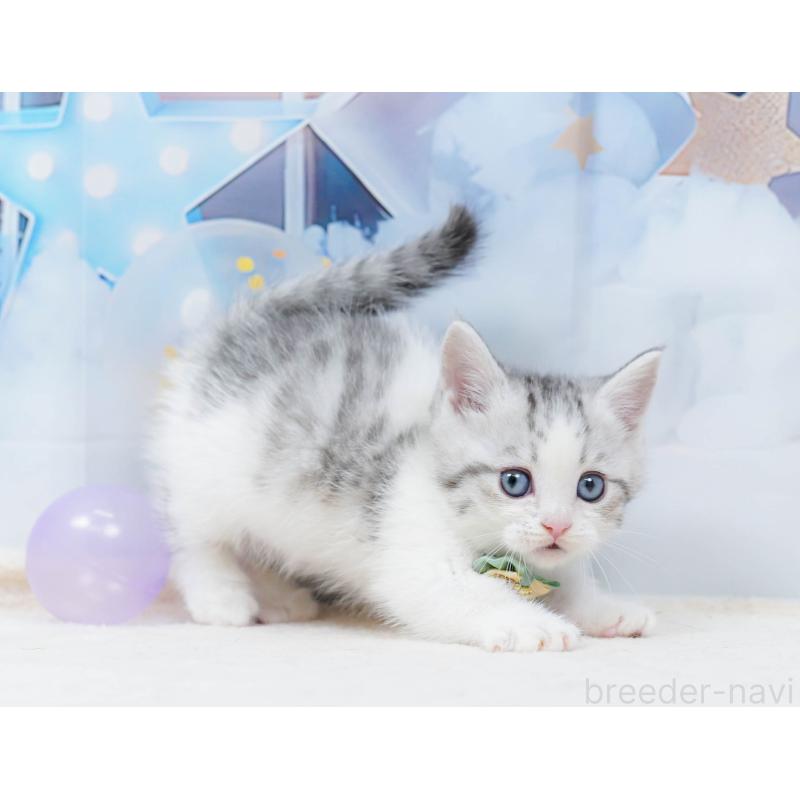 販売中の千葉県のミヌエット-134334の8枚目