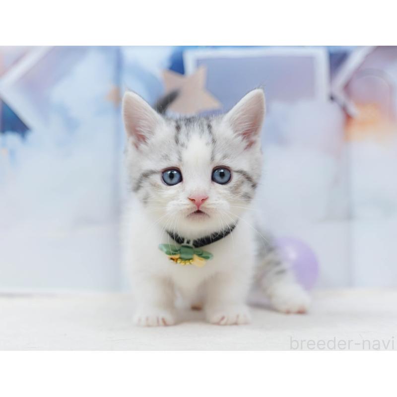 販売中の千葉県のミヌエット-134334の7枚目