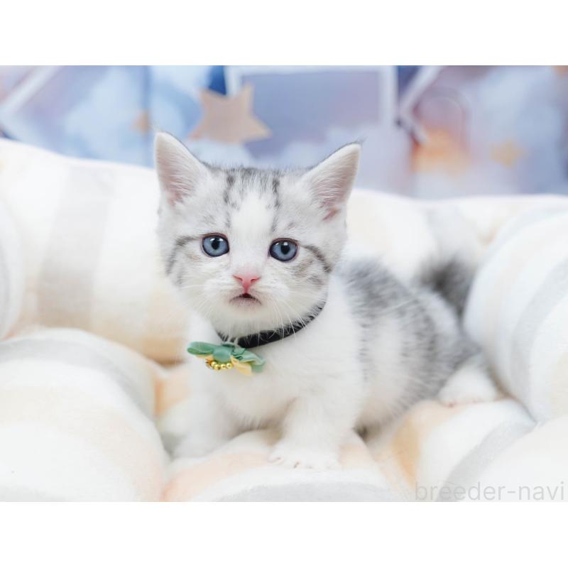 販売中の千葉県のミヌエット-134334の6枚目