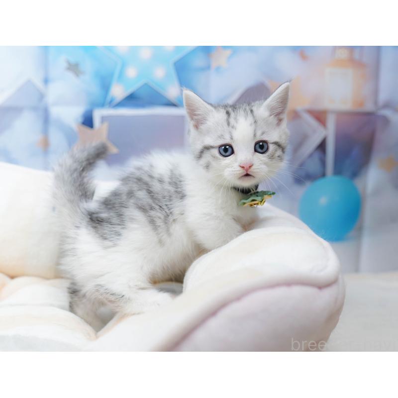 販売中の千葉県のミヌエット-134334の5枚目