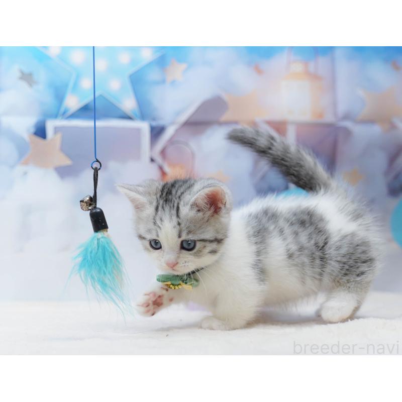 販売中の千葉県のミヌエット-134334の4枚目