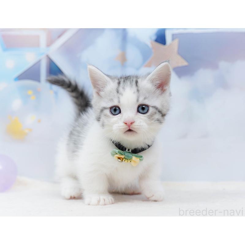 販売中の千葉県のミヌエット-134334の3枚目