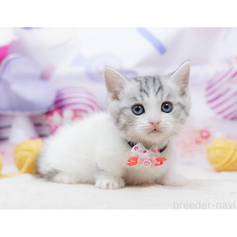 販売中の千葉県のミヌエット-134335の1枚目