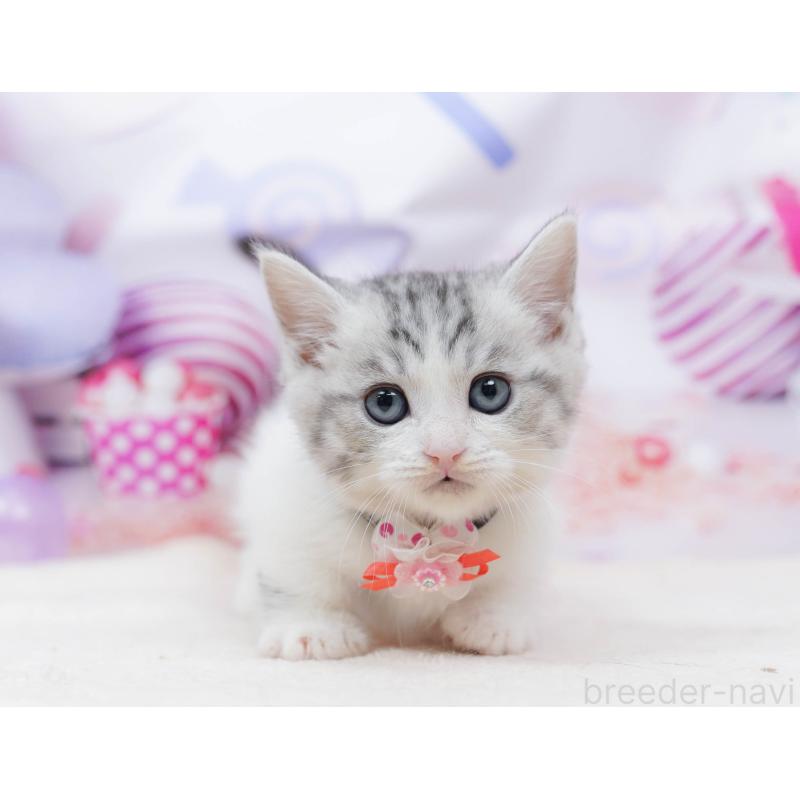 販売中の千葉県のミヌエット-134335の11枚目