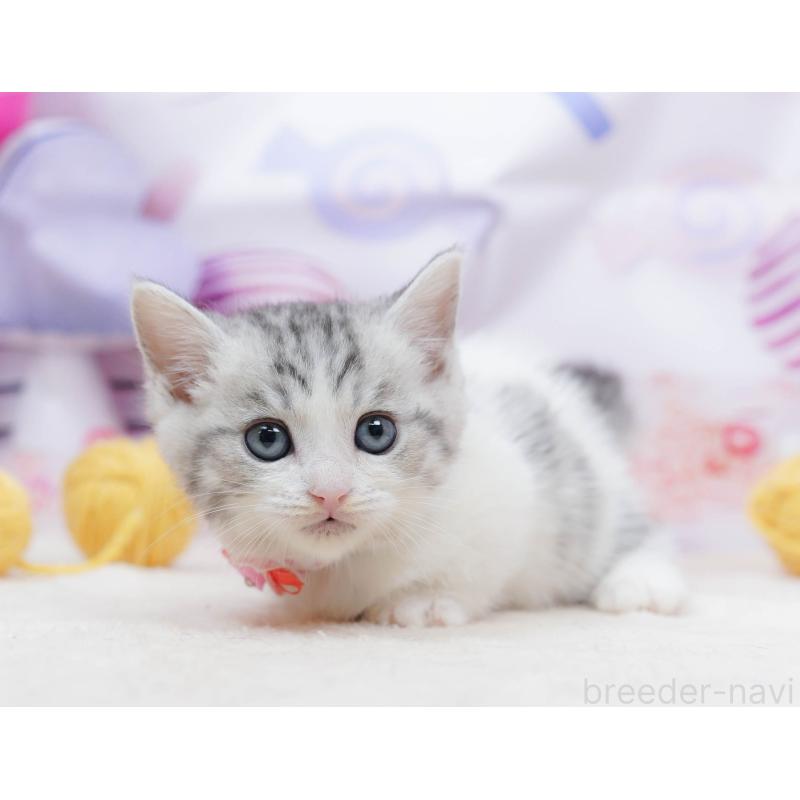 販売中の千葉県のミヌエット-134335の10枚目