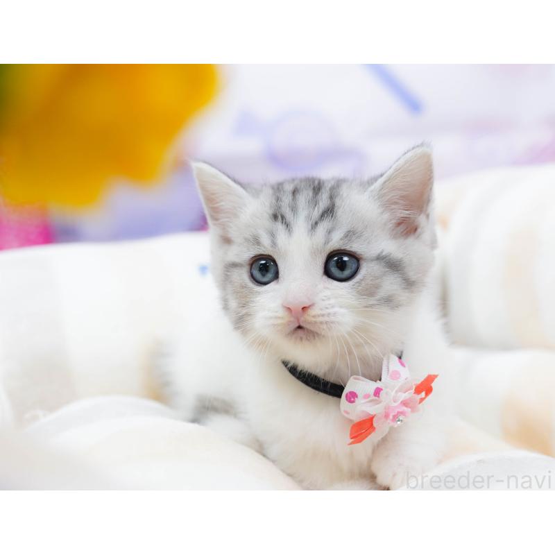 販売中の千葉県のミヌエット-134335の9枚目