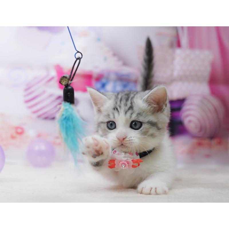 販売中の千葉県のミヌエット-134335の8枚目