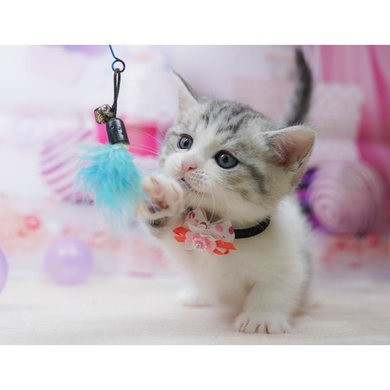 販売中の千葉県のミヌエット-134335の7枚目