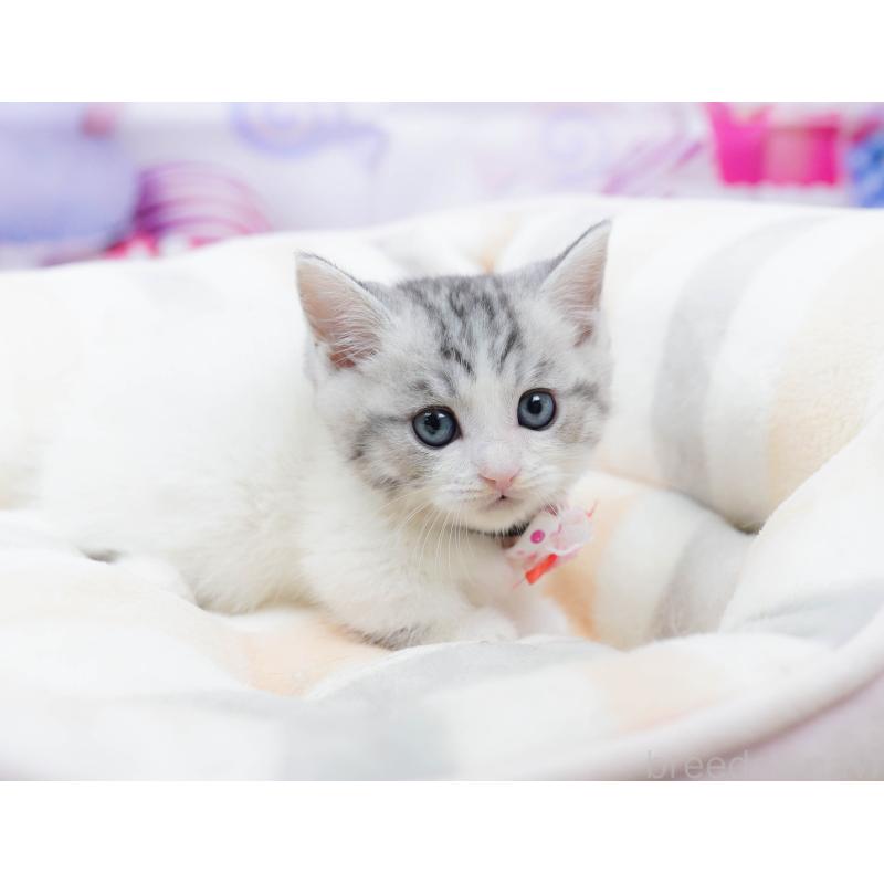 販売中の千葉県のミヌエット-134335の6枚目