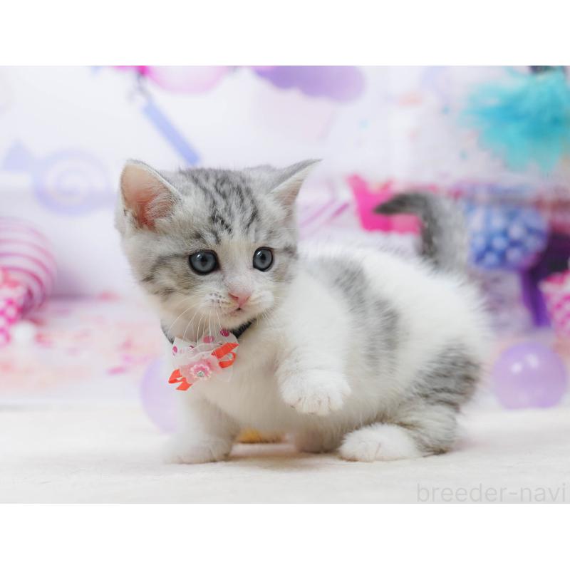 販売中の千葉県のミヌエット-134335の5枚目