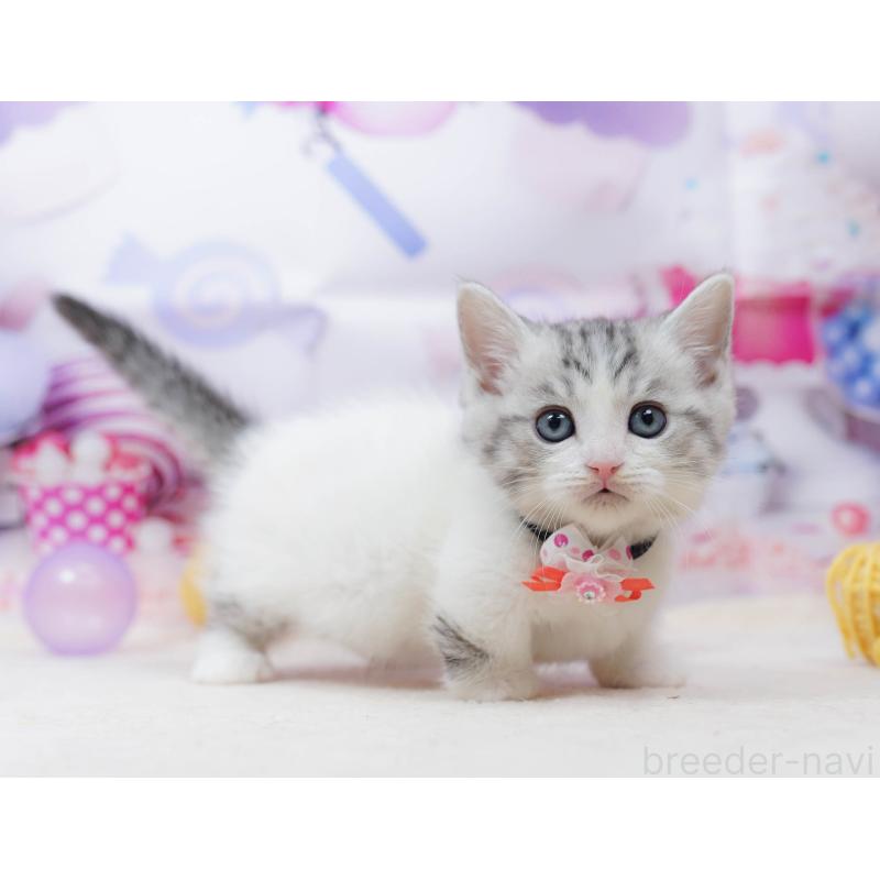 販売中の千葉県のミヌエット-134335の4枚目