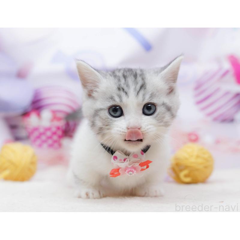 販売中の千葉県のミヌエット-134335の3枚目