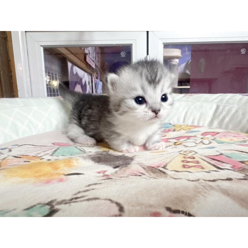 販売中の千葉県のミヌエット(短足)-134284の3枚目