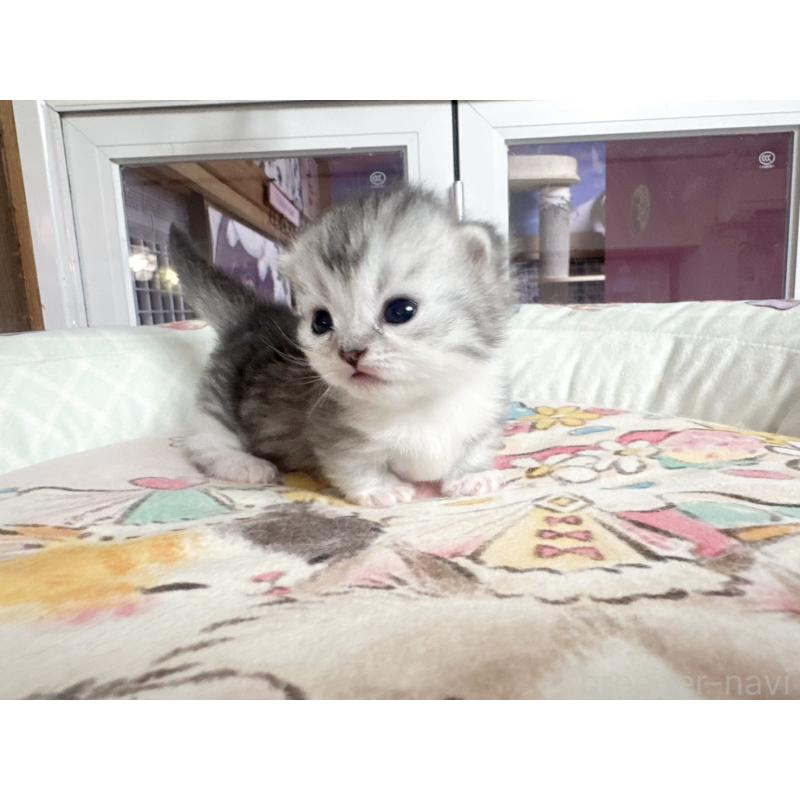 販売中の千葉県のミヌエット(短足)-134284の2枚目