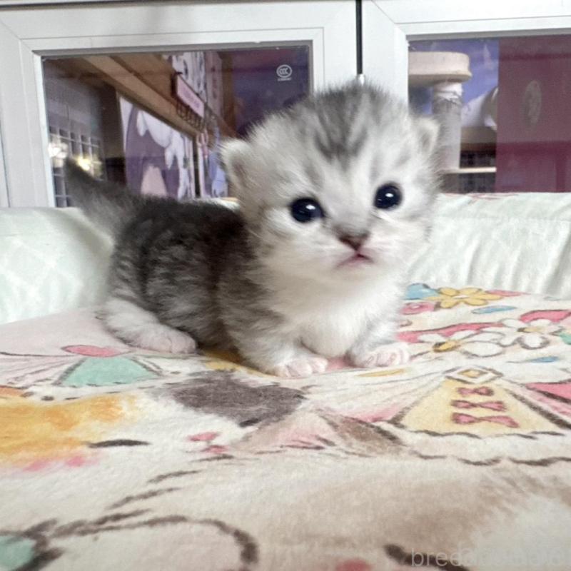 販売中ののミヌエット(短足)-134284