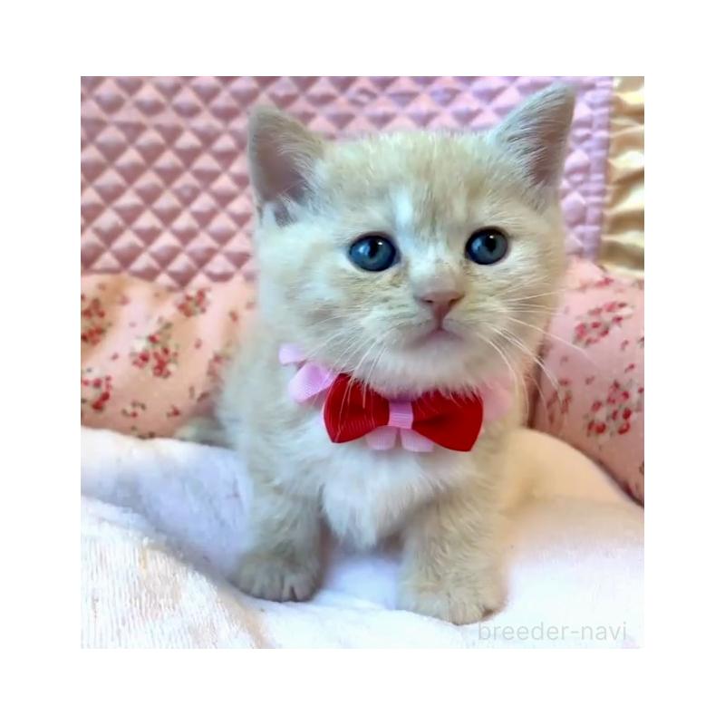 成約済の大阪府のスコティッシュストレート-133095の4枚目