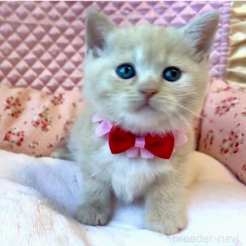 成約済の大阪府のスコティッシュストレート-133095の3枚目