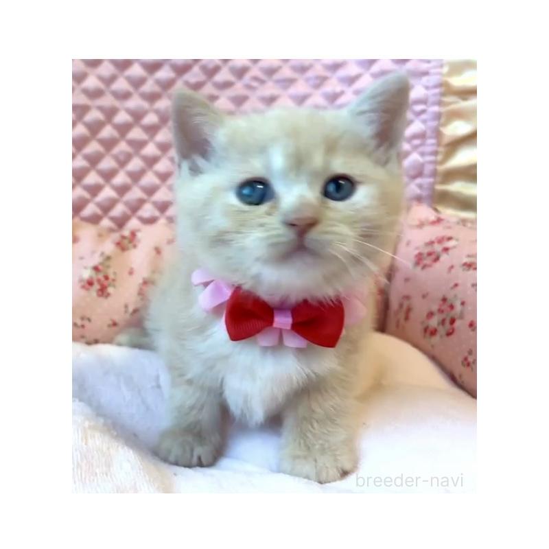 成約済の大阪府のスコティッシュストレート-133095の2枚目