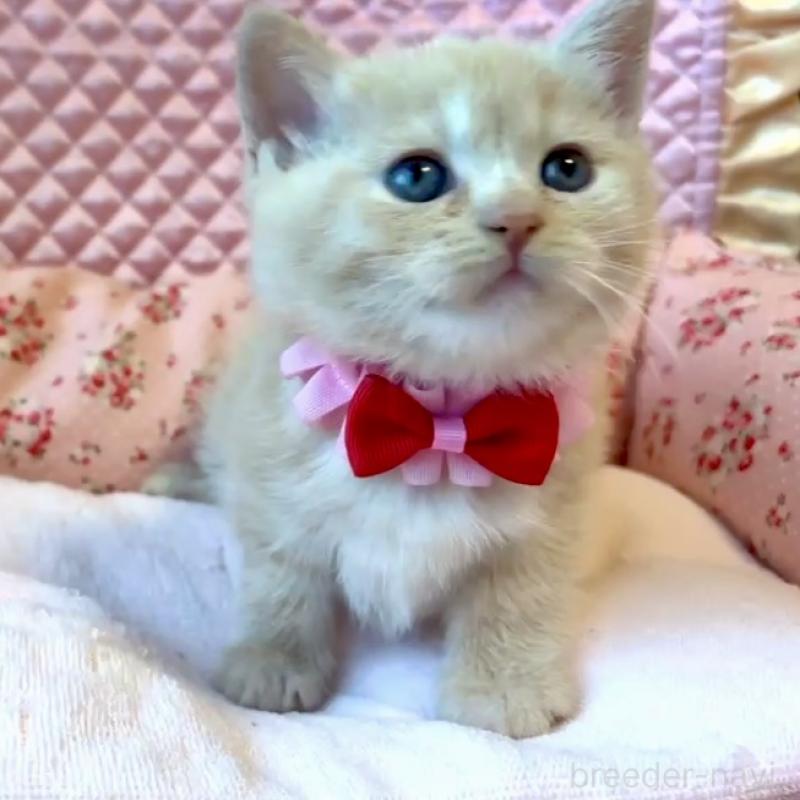 販売中の大阪府のスコティッシュストレート-133095