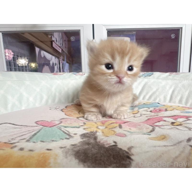 販売中の千葉県のミヌエット(短足)-134285の3枚目