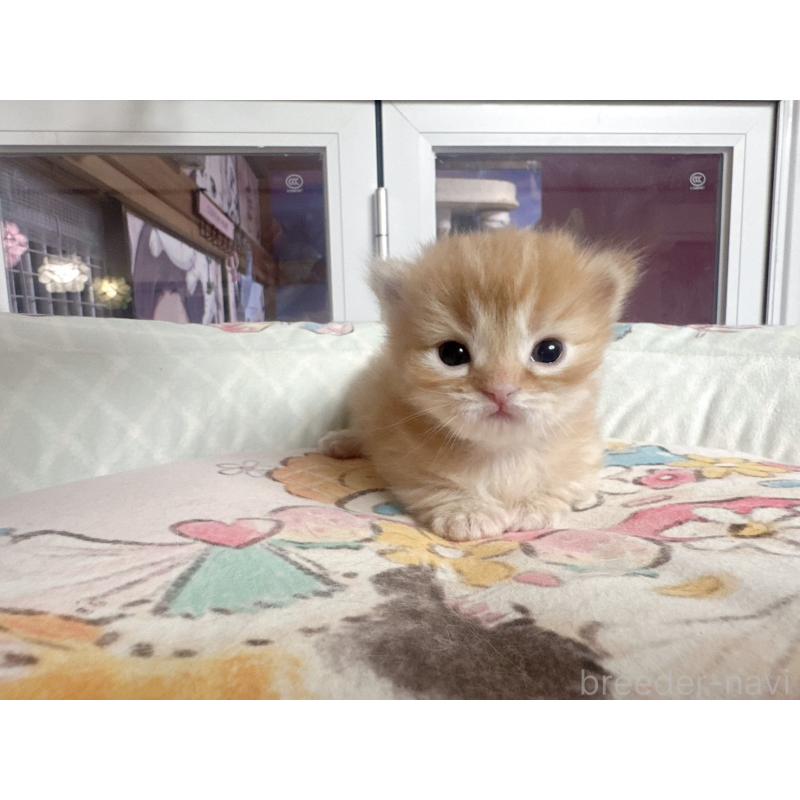 販売中の千葉県のミヌエット(短足)-134285の2枚目