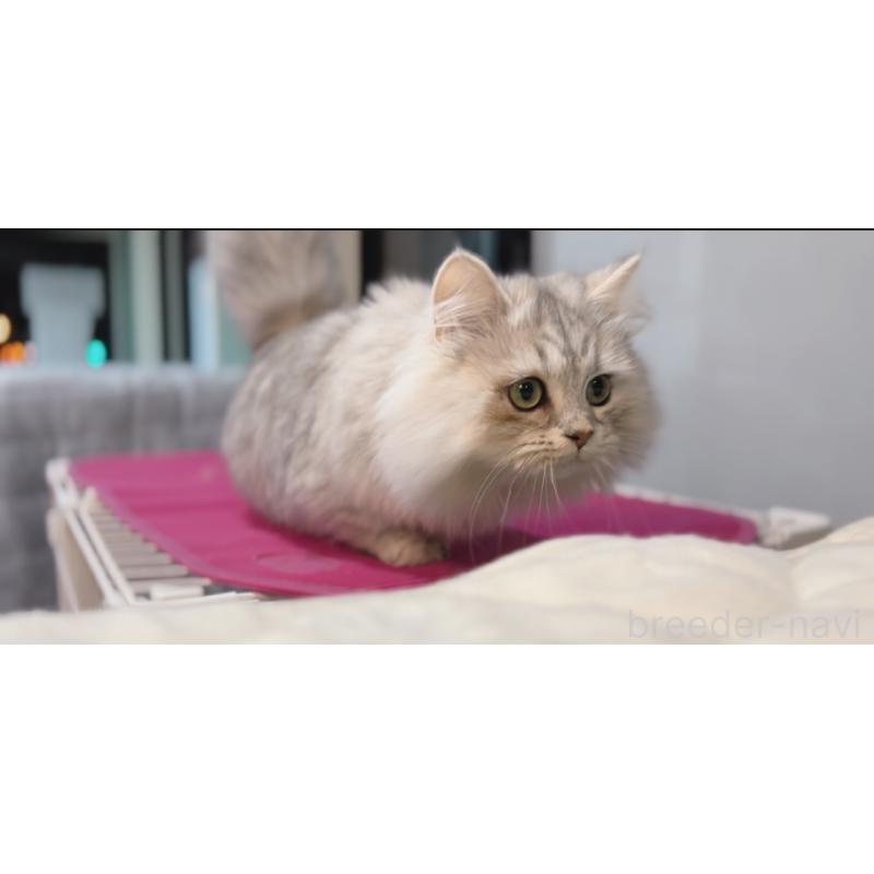 販売中の長野県のミヌエット-134286の4枚目