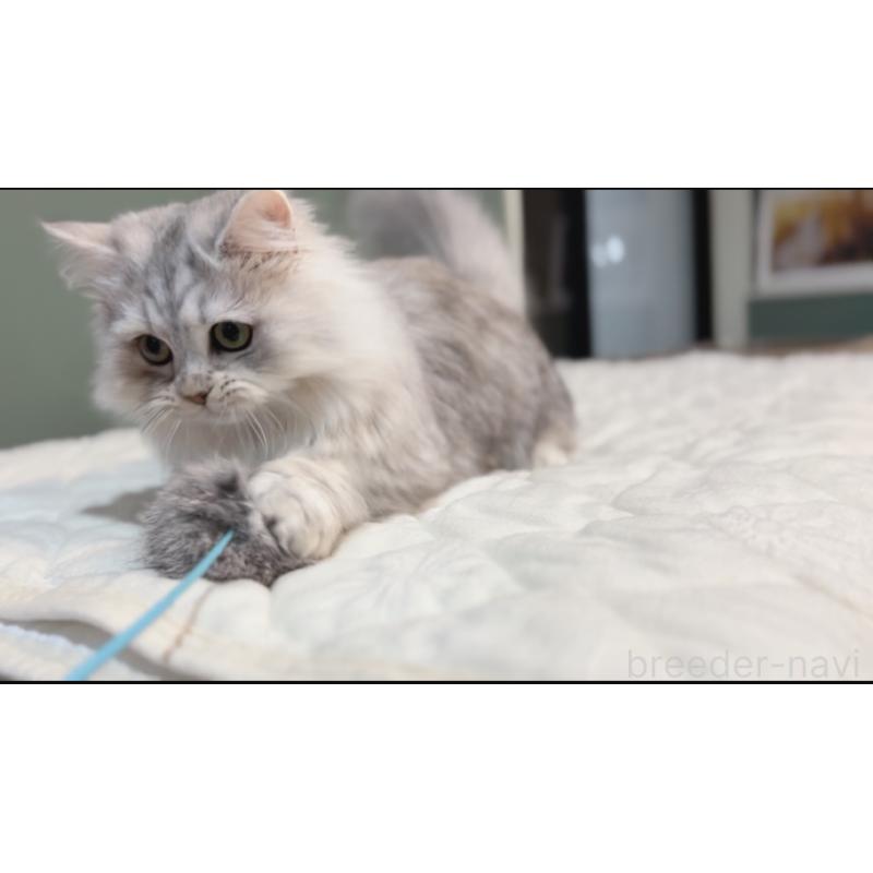 販売中の長野県のミヌエット-134286の3枚目