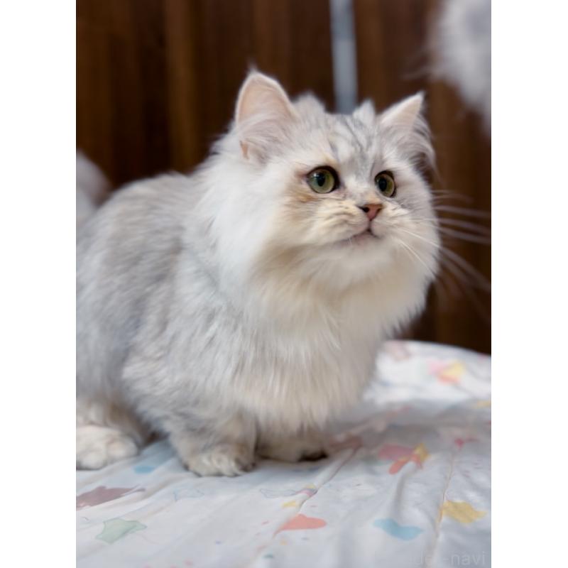 販売中の長野県のミヌエット-134286の2枚目