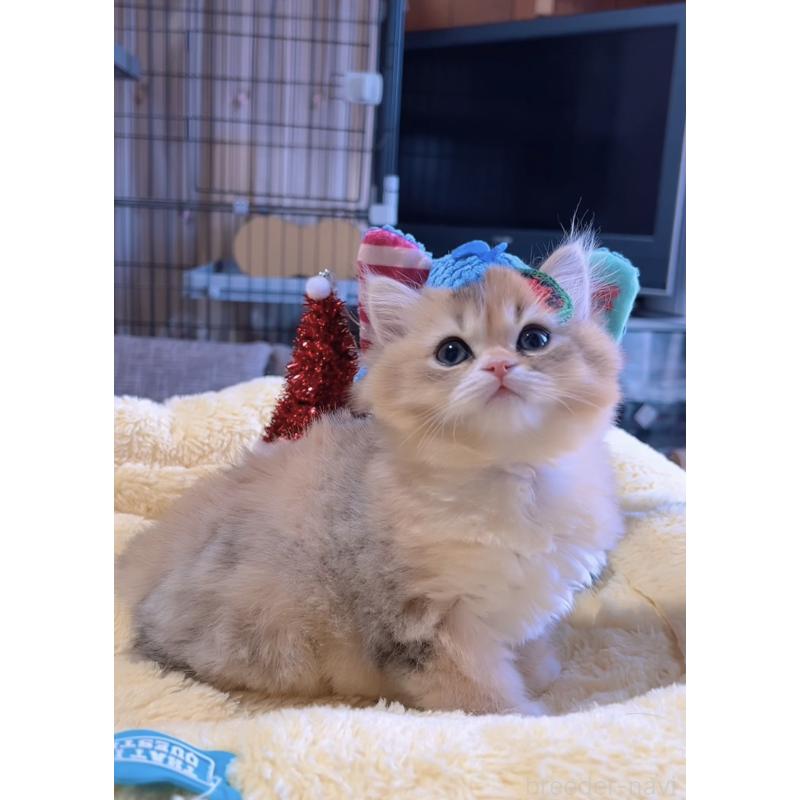 販売中の岐阜県のミヌエット-134287の6枚目