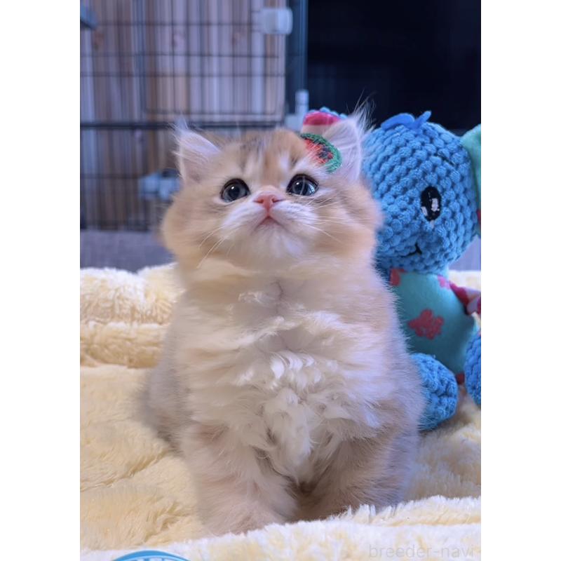 販売中の岐阜県のミヌエット-134287の4枚目