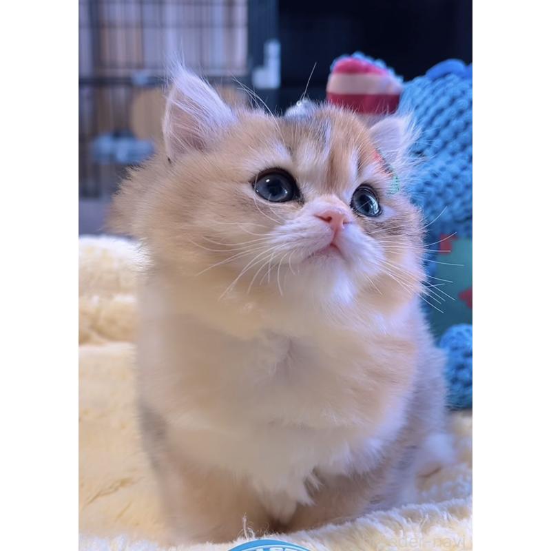 販売中の岐阜県のミヌエット-134287の3枚目