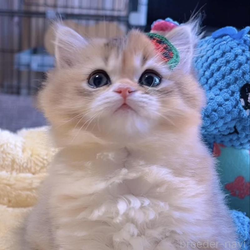 販売中の岐阜県のミヌエット-134287の1枚目