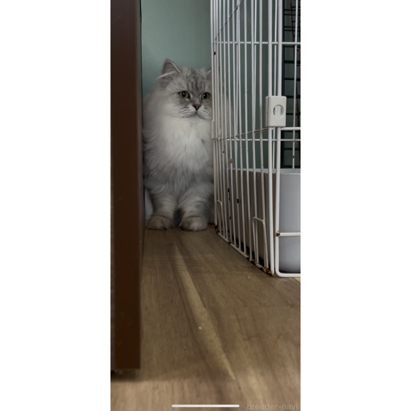 販売中の長野県のミヌエット-131594の5枚目