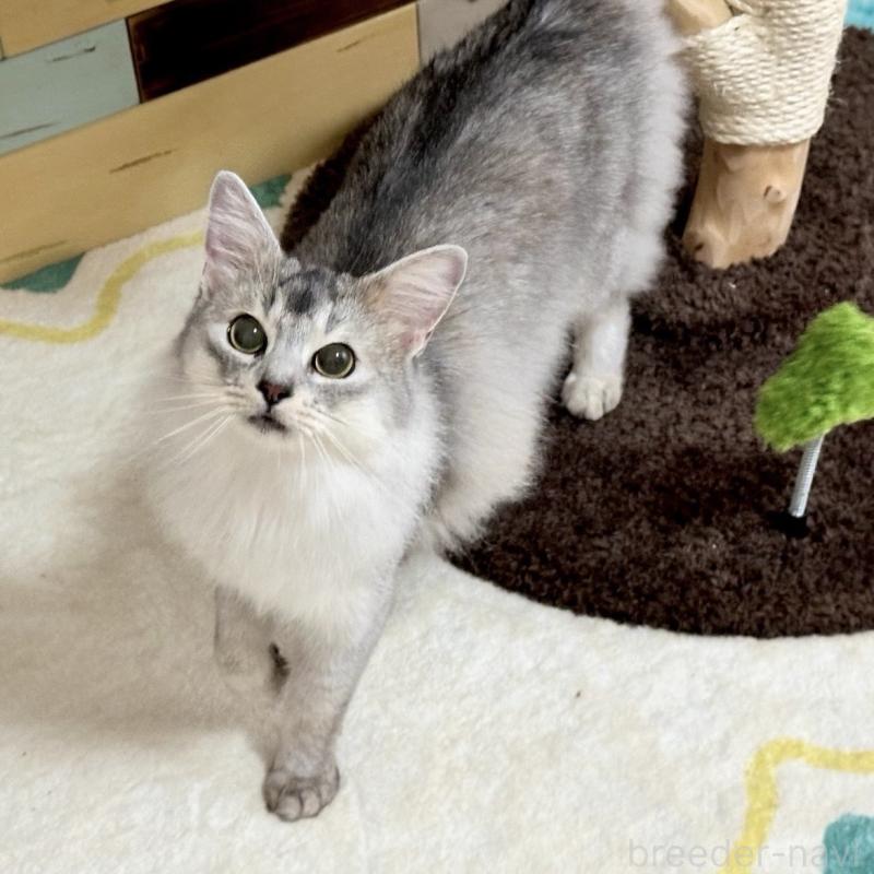 シリウスくん1枚目