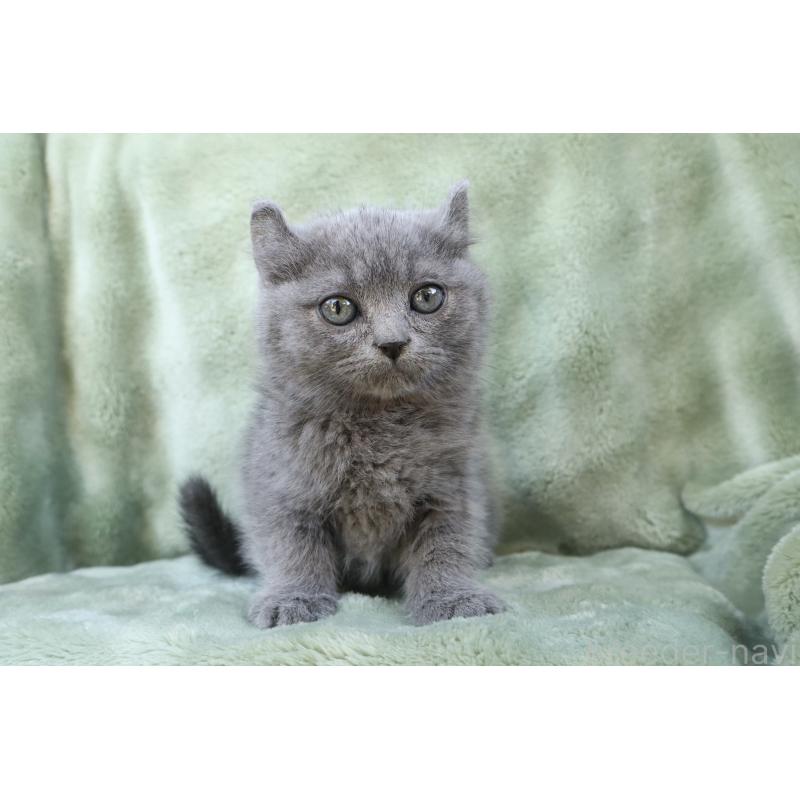 販売中の東京都のキンカロー-134289の6枚目