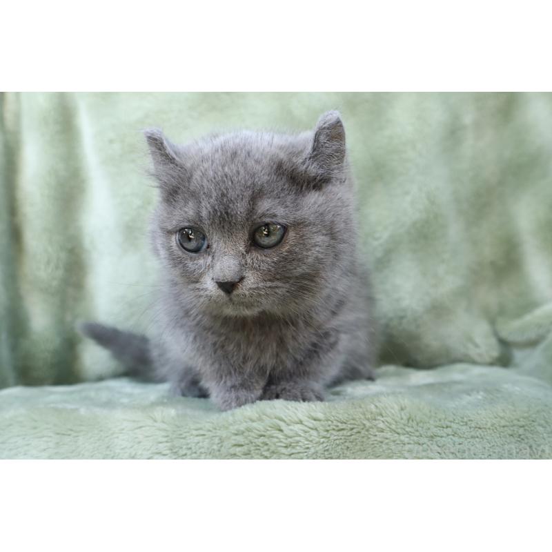 販売中の東京都のキンカロー-134289の5枚目