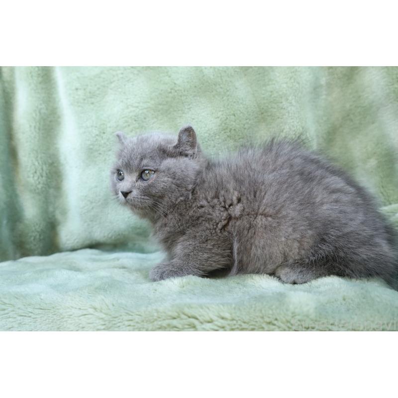 販売中の東京都のキンカロー-134289の4枚目