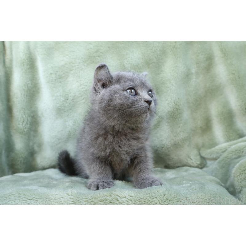 販売中の東京都のキンカロー-134289の3枚目